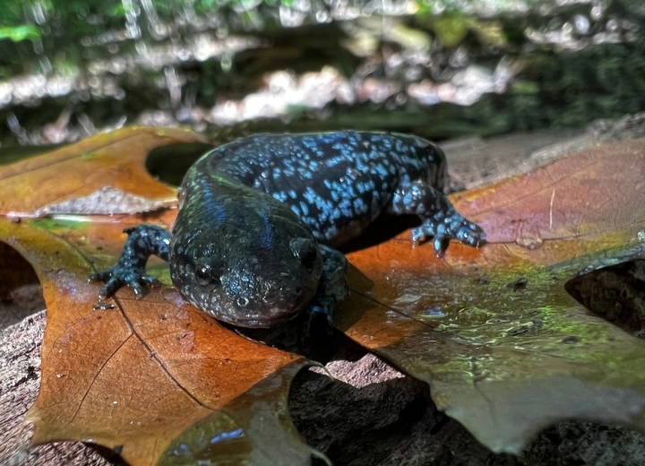 Mole Salamander